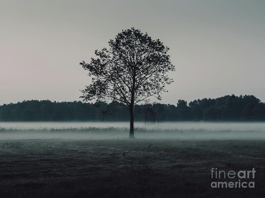 Forest Fog Photograph by MGL Meiklejohn Graphics Licensing