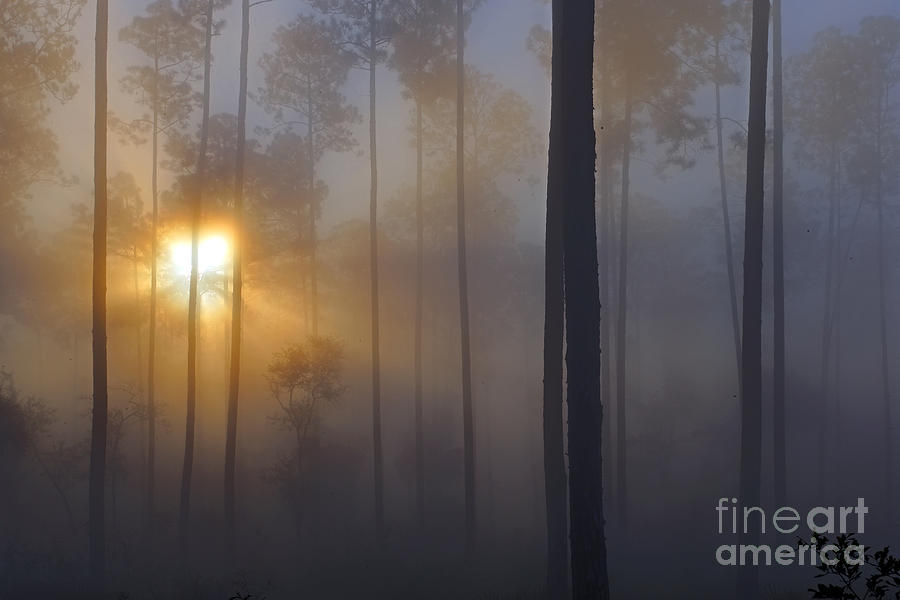 Tree Photograph - Forest Fog by Rick Mann