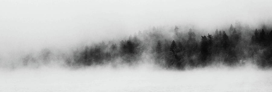 Forest Fog Photograph