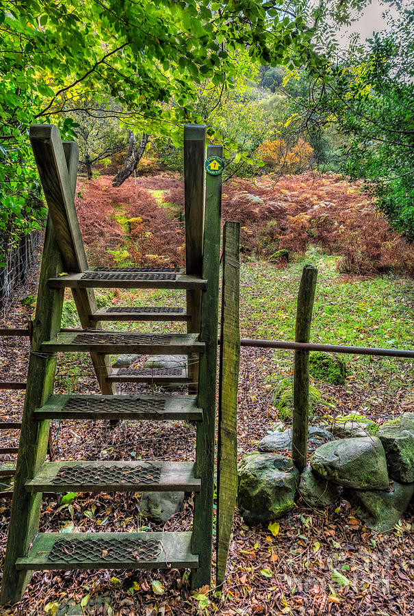 Forest Footpath Photograph by Adrian Evans