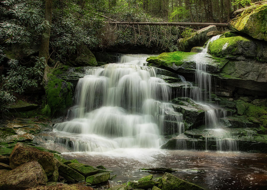 Forest Fountain Photograph by C  Renee Martin