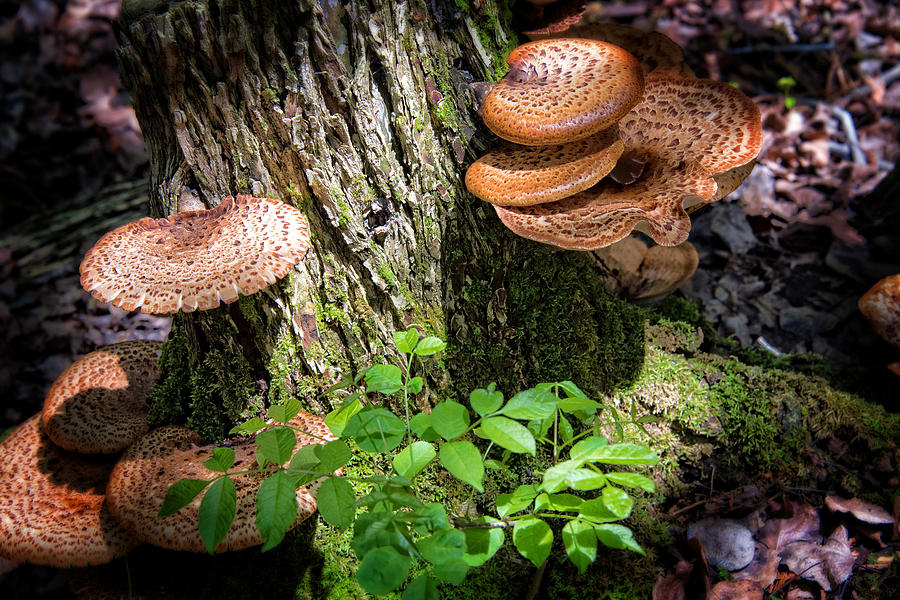 Forest Fungus Vignette Photograph by Ed McDermott