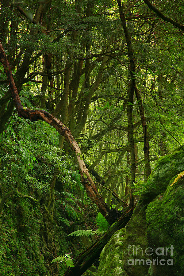 Forest Photograph by Gaspar Avila