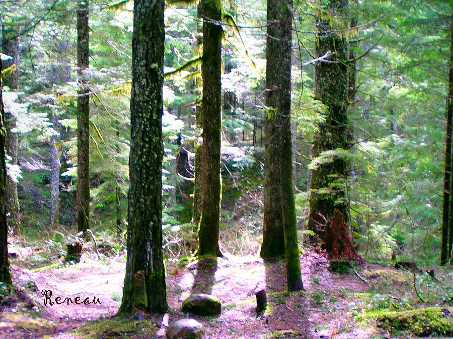 Forest Giants Photograph by A L Sadie Reneau