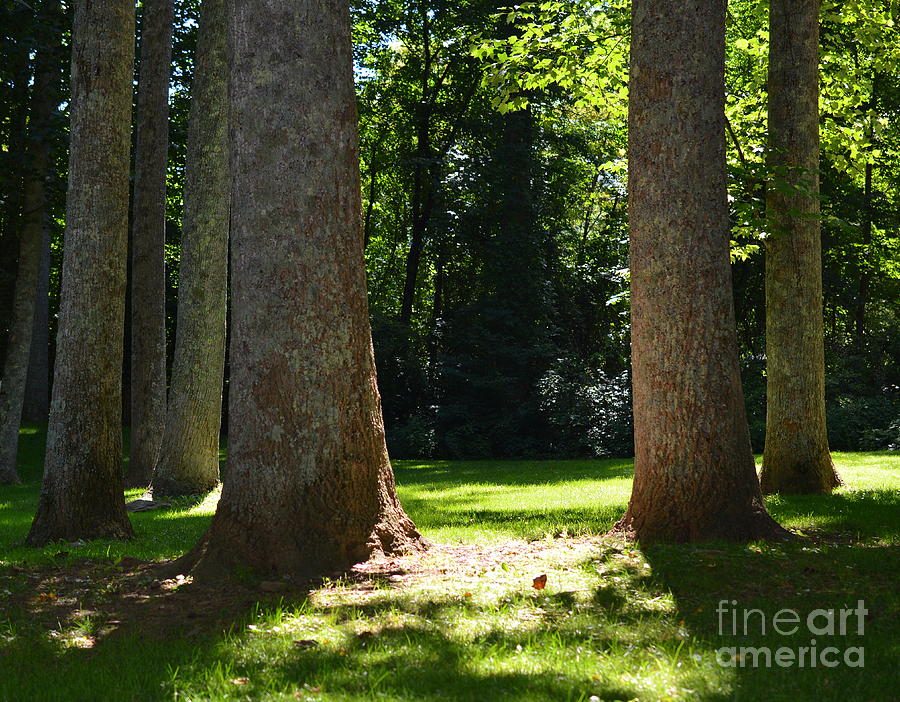 Что такое glen forest