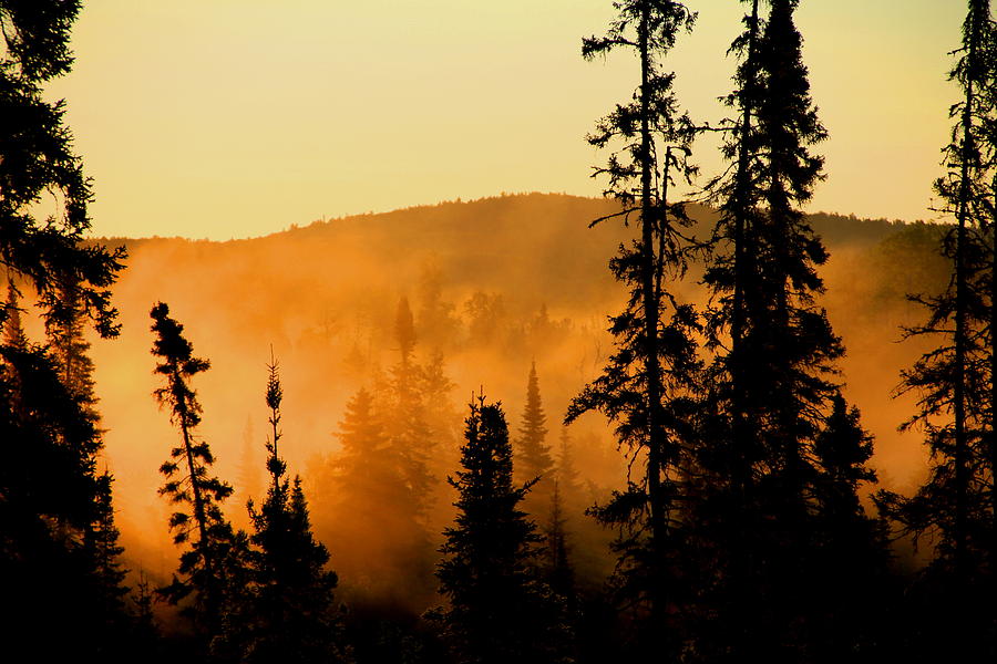 Landscape Photograph - Forest Glow by Joi Electa