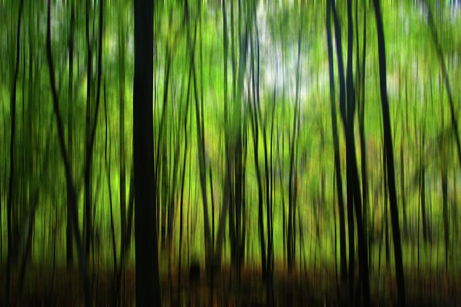 Forest Green Abstract Photograph by Mary Bedy