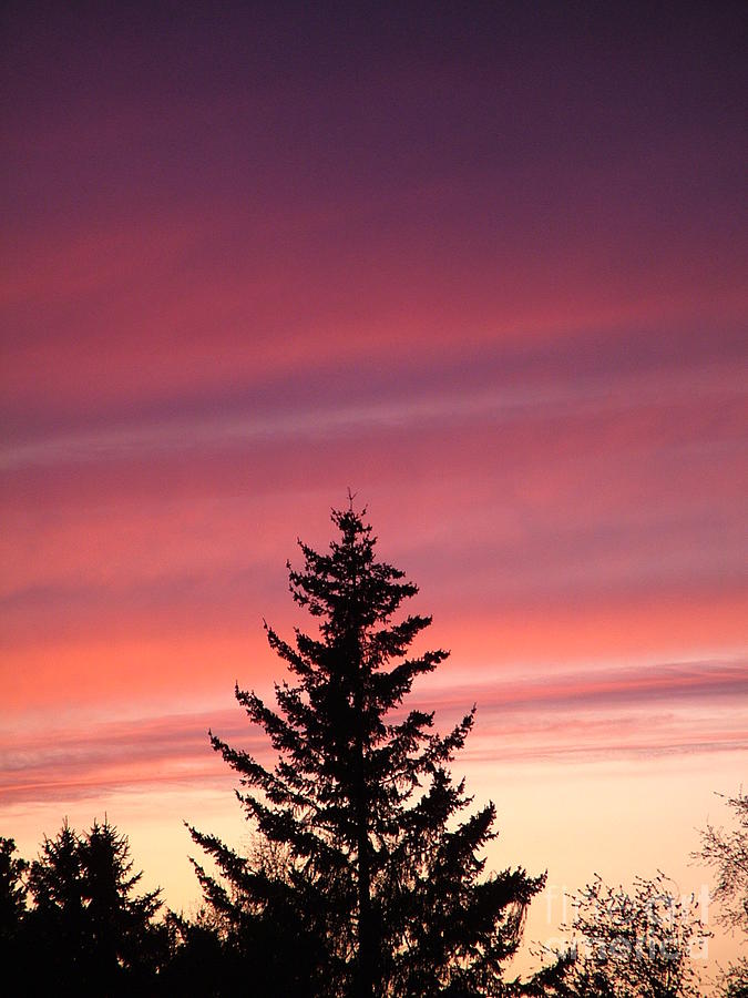 Forest Grove Sunset Photograph by Nick Gustafson