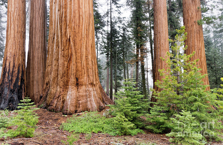 Sequoia National Park Photograph - Forest Growth by Peggy Hughes