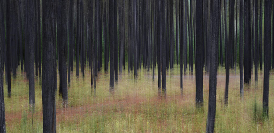 Forest Illusion- Autumn Lodgepoles Photograph by Whispering Peaks Photography