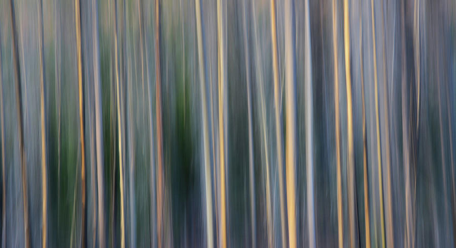 Forest Illusion-Lodgepoles Photograph by Whispering Peaks Photography
