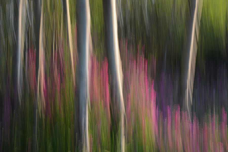 Forest Illusions- Aspen and Sweet Peas Photograph by Whispering Peaks Photography
