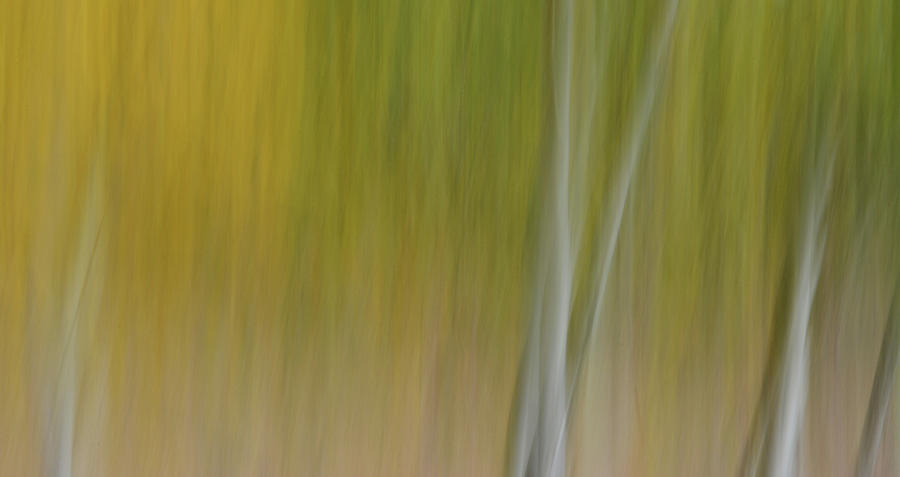 Forest Illusions- Autumn Dream Photograph