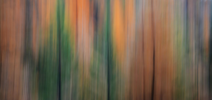Forest Illusions -Autumn Pastels Photograph by Whispering Peaks Photography