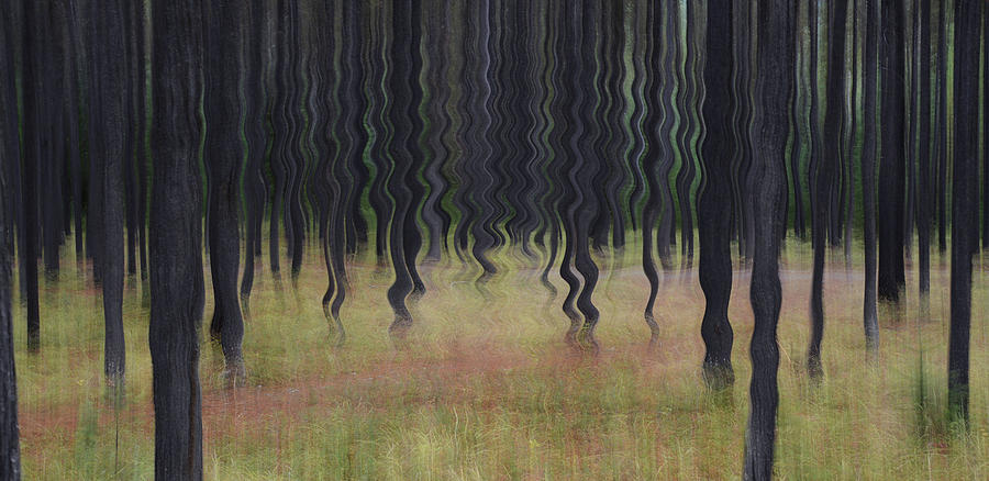 Forest Illusions- Curvy Pine Photograph by Whispering Peaks Photography
