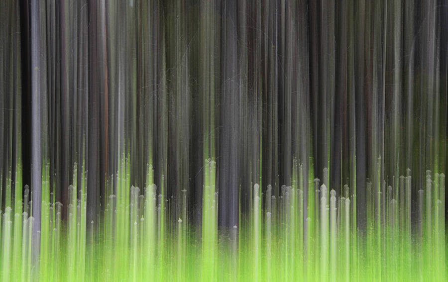 Forest Illusions- Lodgepole and Bear Grass Photograph by Whispering Peaks Photography