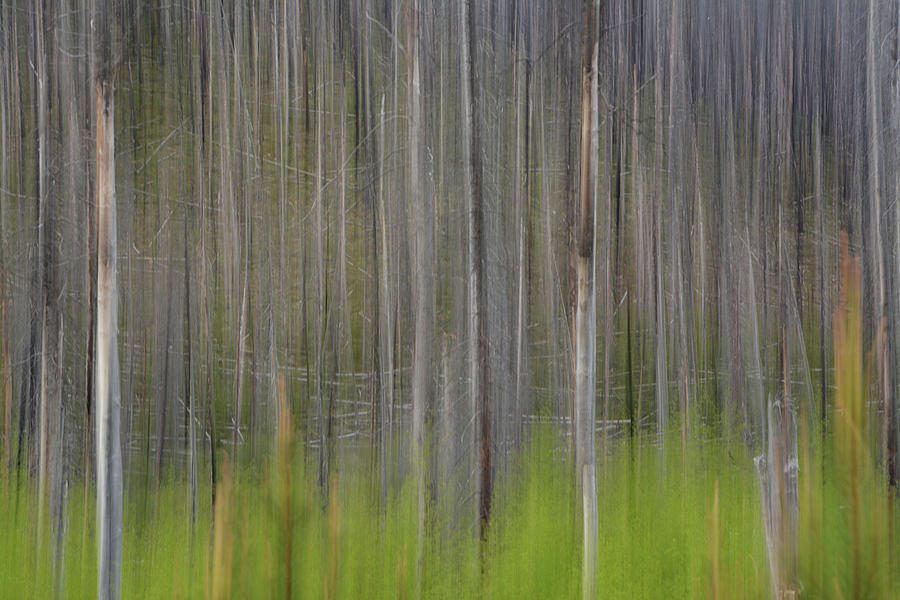 Forest Illusions-Lodgepole Spring Photograph by Whispering Peaks Photography