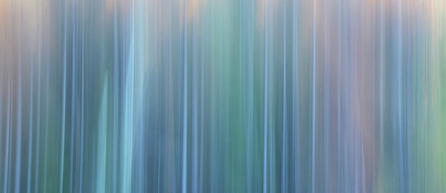 Forest Illusions- Pastels Photograph by Whispering Peaks Photography