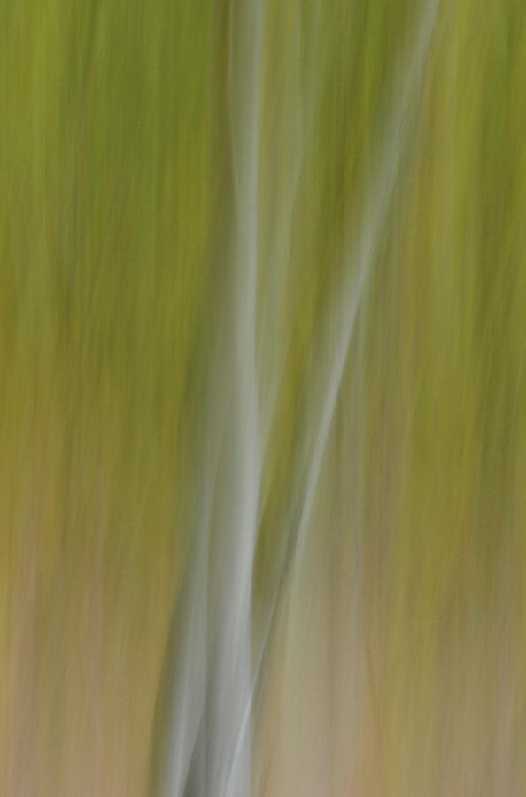 Forest Illusions- Wisp of Aspen Photograph by Whispering Peaks Photography