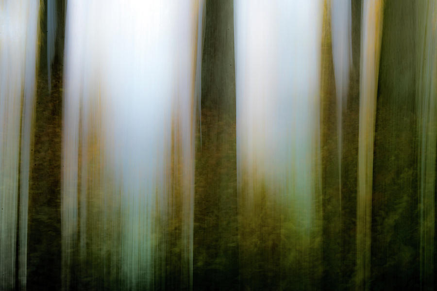 Forest Impression Photograph by Michael Arend