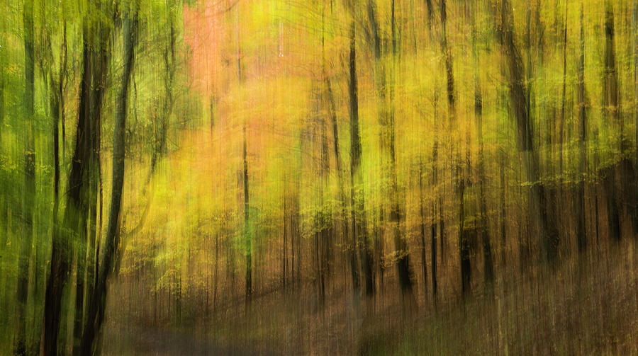 Forest Impressions Photograph by David Waldrop