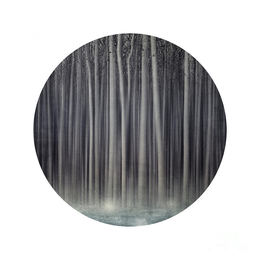 Forest in a circle Photograph by Priska Wettstein
