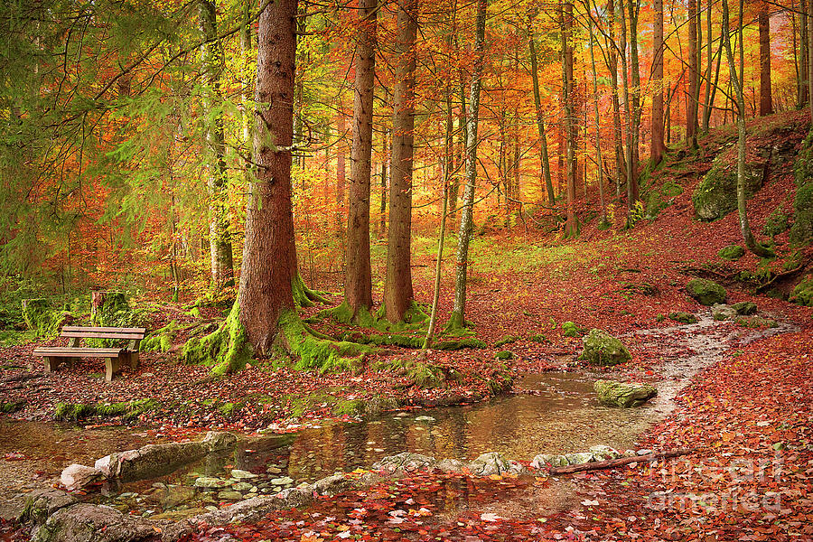 Forest In Autumn Colors Photograph
