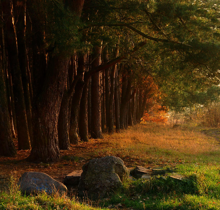 Forest in Autumn Photograph by Jaroslaw Grudzinski