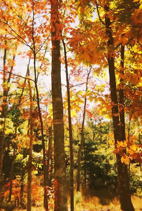 Tree Photograph - Forest In Fall by Cat Rondeau