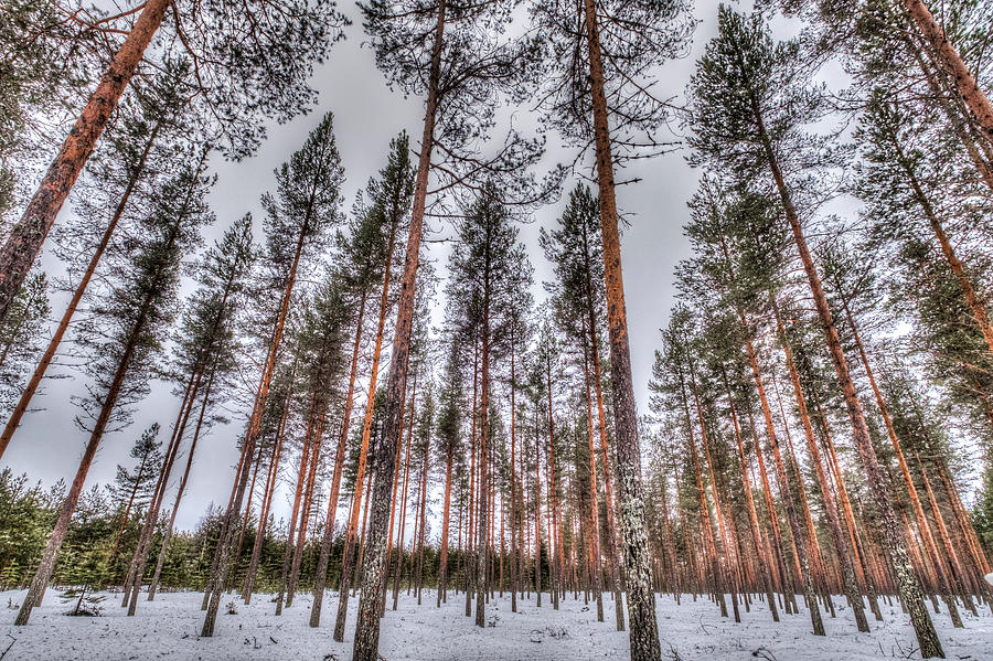 Forest in Finland Photograph by Roberta Kayne