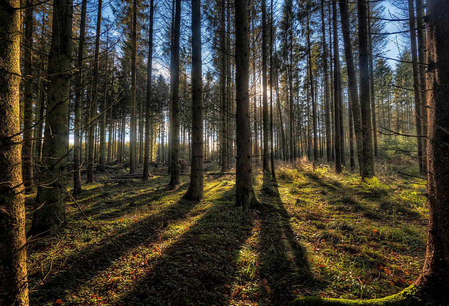 Forest in Jutland Photograph by Bo Nielsen