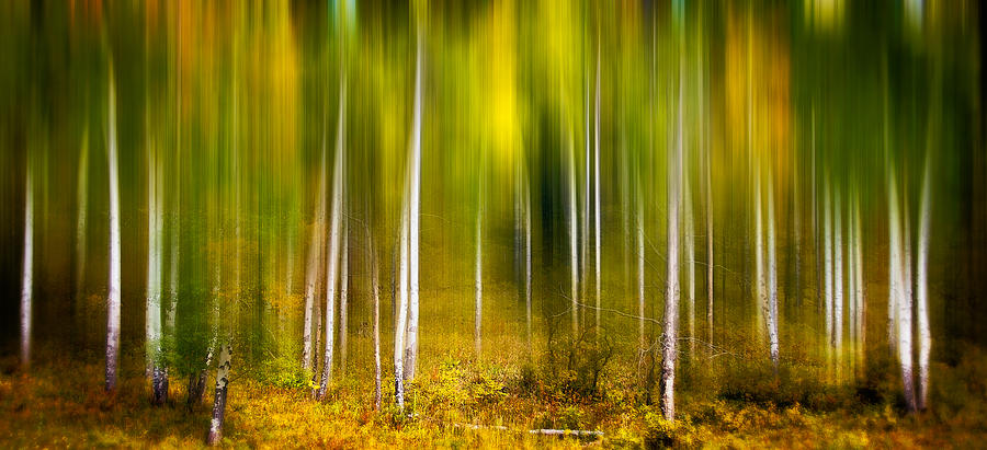 Forest in Motion Photograph by Joye Ardyn Durham
