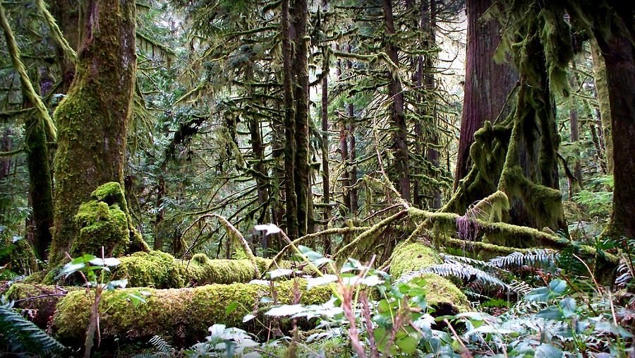 Forest in Olympic National Park WA Photograph by Tatyana Searcy