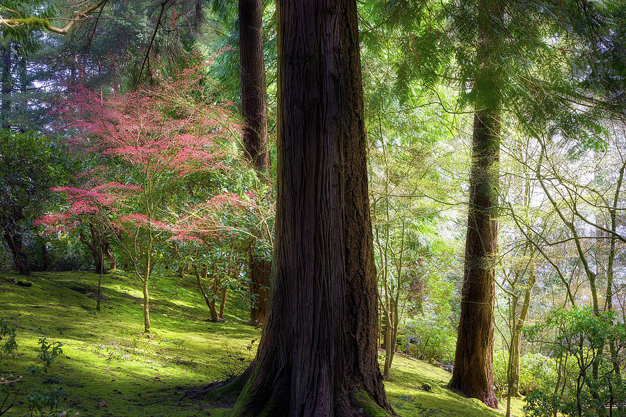 Forest in Portland Japanese Garden Photograph by David Gn