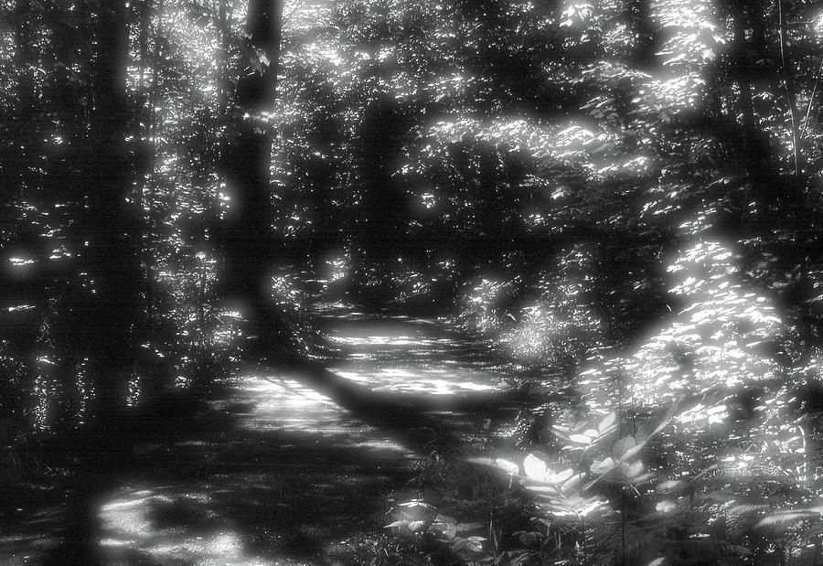 Forest In Summer BW  Photograph by Lyle Crump
