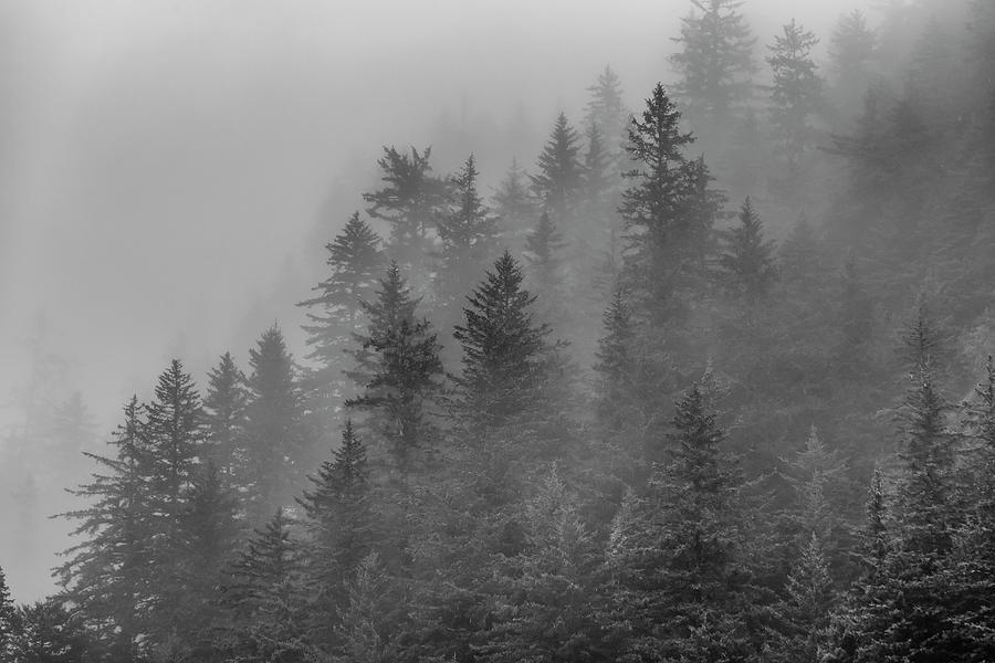 Forest in the Clouds Photograph by Scott Slone