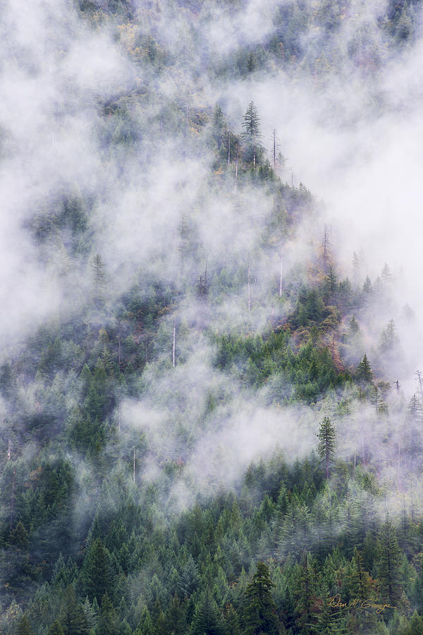Forest in the Fog Photograph by Dan McGeorge