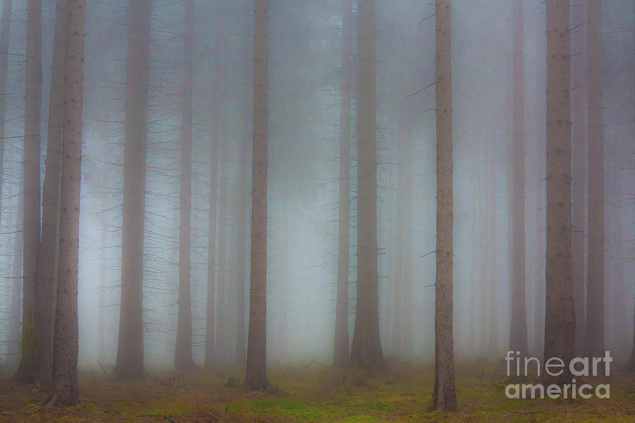 Forest in the fog Photograph by Michal Boubin