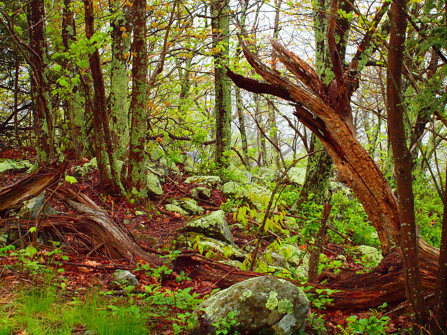 Tree Photograph - Forest in Virginia by Tammy Bullard