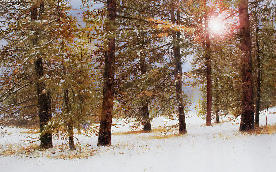 Forest in Winter Photograph by John Christopher