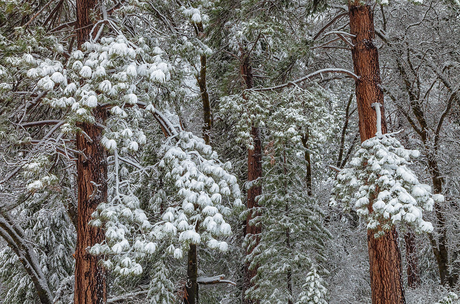 Forest In Winter Photograph by Jonathan Nguyen
