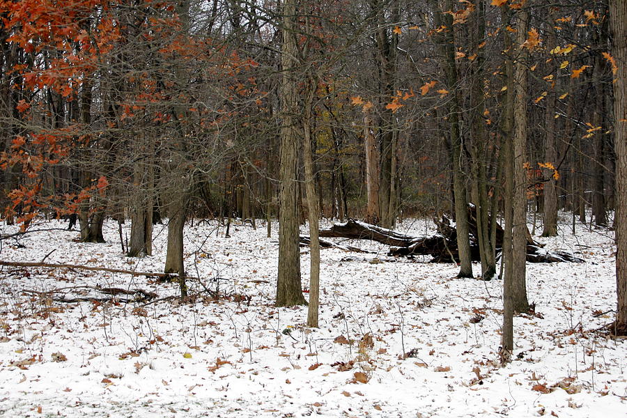 Forest in Winter Photograph by Valerie Collins
