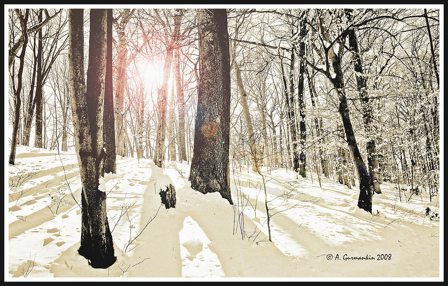 Forest Interior in Snow and Shadows Digital Illustration Digital Art by A Macarthur Gurmankin