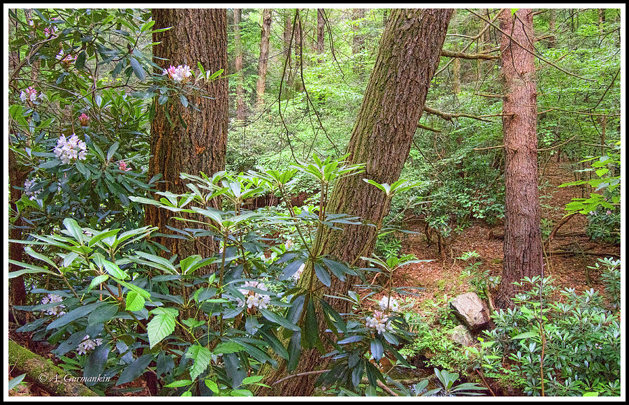Forest Interior in Summer with Mountain Laurel in Bloom Photograph by A Macarthur Gurmankin