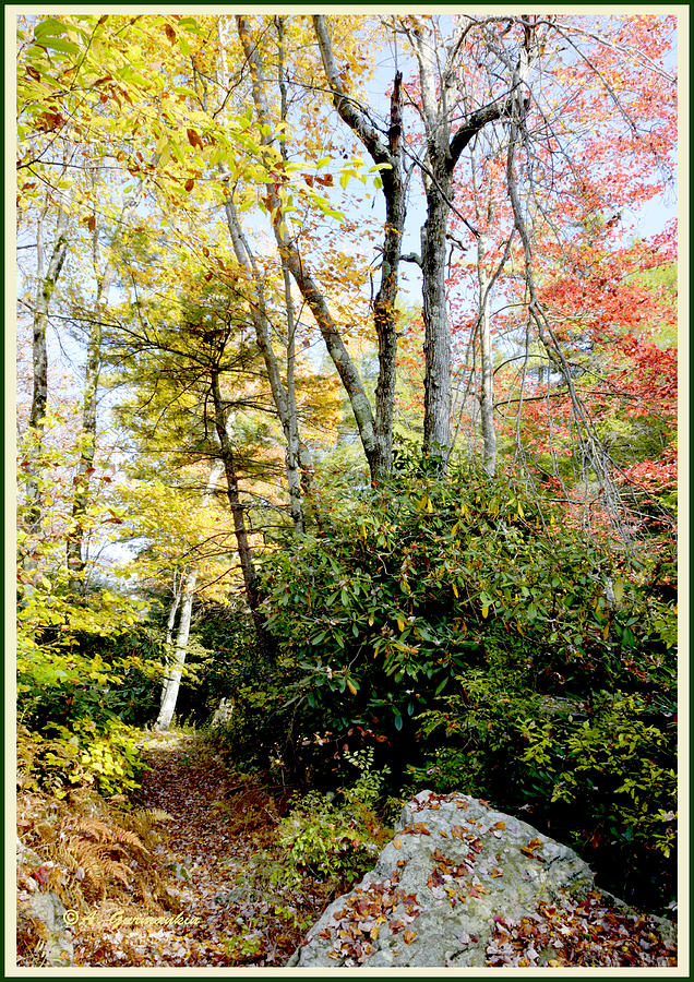 Forest Interior, Pocono Mountains, Pennsylvania Photograph by A Macarthur Gurmankin