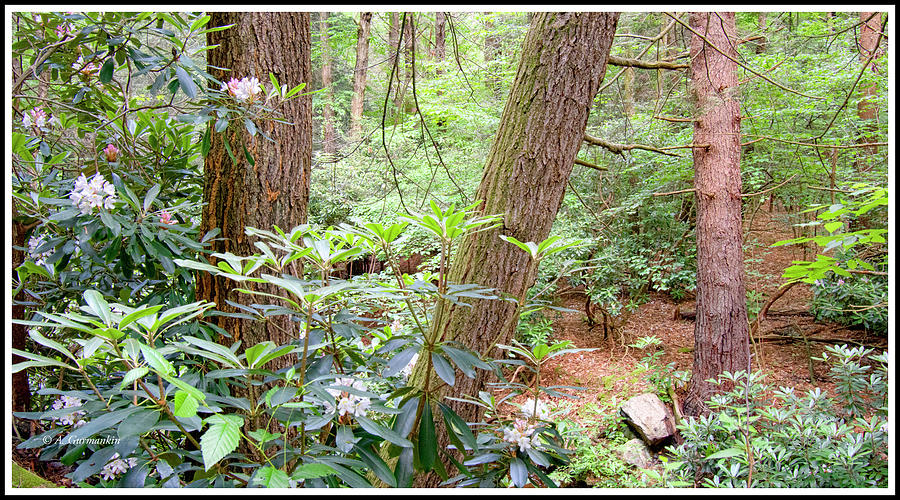 Forest Interior with Mountain Laurel Photograph by A Macarthur Gurmankin