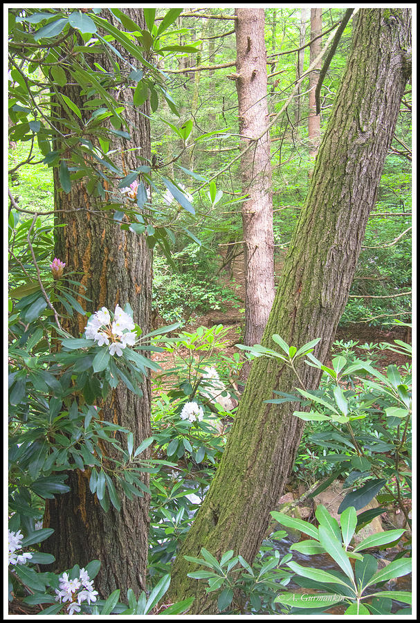 Forest Interior with Mountain Laurel, Pocono Mountains Photograph by A Macarthur Gurmankin