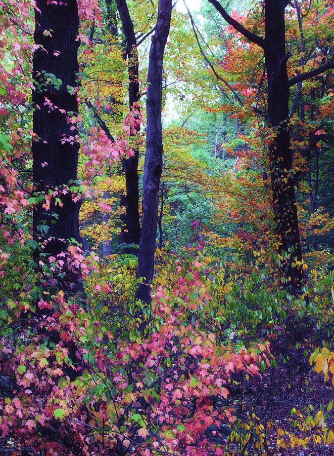 October Forest Photograph by Jessica Jenney October Forest Photograph by Jessica Jenney