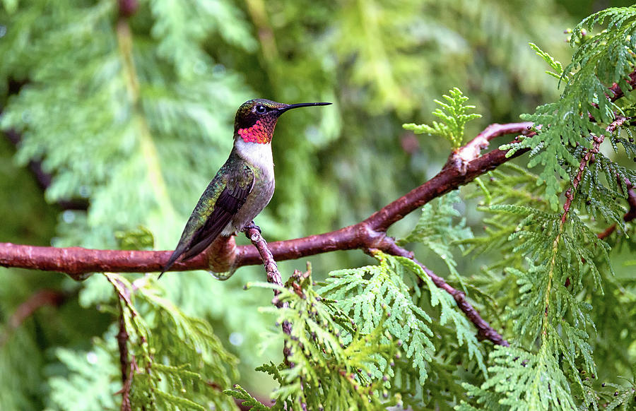 Forest Jewel - Ruby-throated Hummingbird - Trochilus colubris Photograph by Spencer Bush