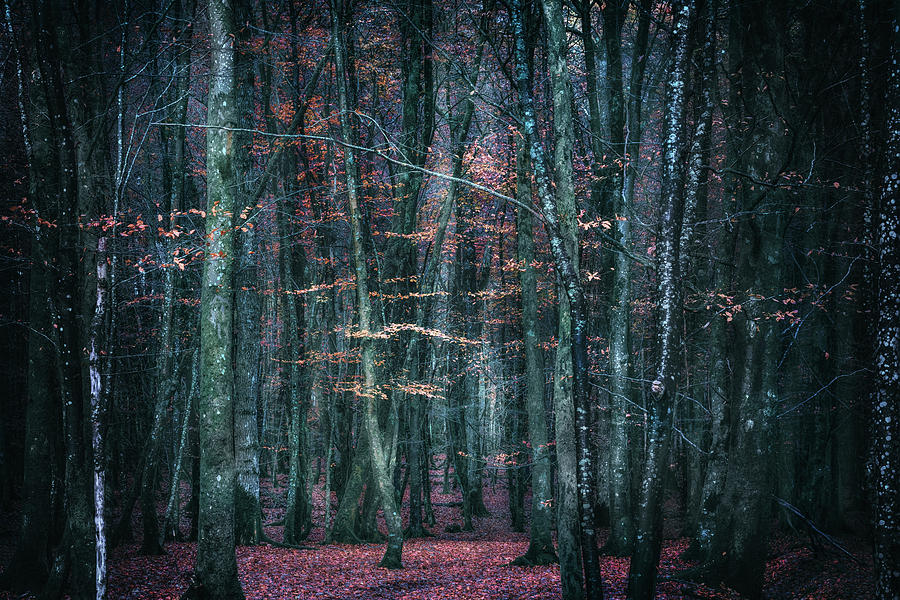 Forest Photograph by Joana Kruse
